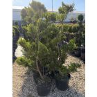 Leylandi Ciprus Arany pom-pom (170 cm)