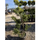 Leylandi Ciprus Arany pom-pom (170 cm)