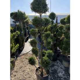 Leylandi Ciprus Pom-pom (170 cm)