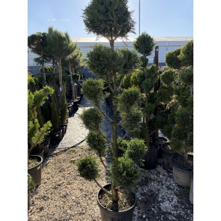 Leylandi Ciprus Pom-pom (170 cm)