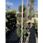 Leylandi Ciprus Pom-pom (170 cm)