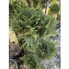 Leylandi Ciprus Pom-pom (170 cm)