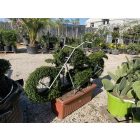 Chopper motor forma / (150 cm)