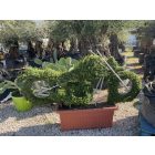 Chopper motor forma / (150 cm)