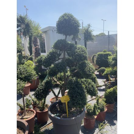 Bonsai 2 (190 cm)