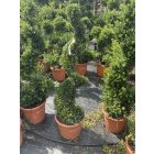 Spirál forma / Ilex Crenata (130 cm)