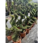 Spirál forma / Ilex Crenata (130 cm)