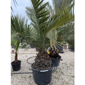 Csílei mézpálma (40 cm törzs) Csílei mézpálma (40 cm törzs)