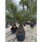 Csílei mézpálma (40 cm törzs)