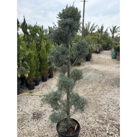 Arizónai ciprus pom-pom (170 cm)