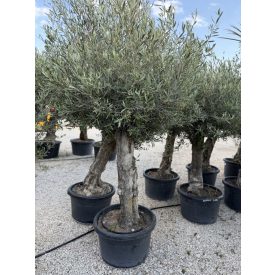 Olajfa (Picual) 2-2,5 méter magas Olajfa (Picual) 2-2,5 méter magas