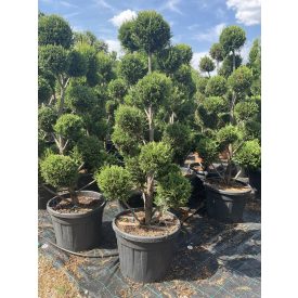 Leylandi pom-pom 3 (230 cm)