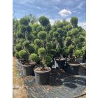 Leylandi pom-pom 3 (230 cm)