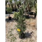 Leylandi (140-150 cm)