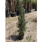 Leylandi (140-150 cm)