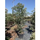 Korallberkenye “Pink Crispy” (250-270 cm)