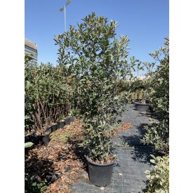 Korallberkenye “Pink Crispy” (250-270 cm)