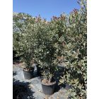 Korallberkenye “Pink Crispy” (250-270 cm)