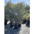 Korallberkenye “Pink Crispy” (250-270 cm)