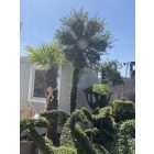 Virágos kandeláber izzóval forma / Lonicera Nitida (250 cm)