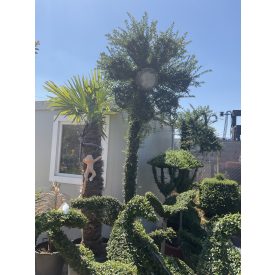   Virágos kandeláber izzóval forma / Lonicera Nitida (250 cm)