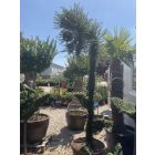 Virágos kandeláber izzóval forma / Lonicera Nitida (250 cm)