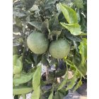 Narancs (140 cm magas)