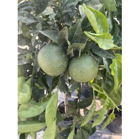 Narancs (140 cm magas)