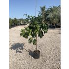 Narancs (140 cm magas)