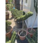 Pillangó forma törzses / Ligustrum Jonandrum (130 cm)