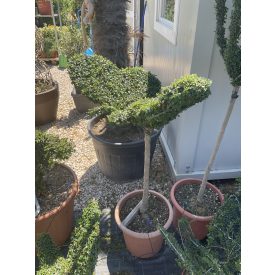 Pillangó forma törzses / Ligustrum Jonandrum (130 cm)