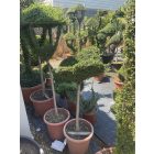 Pillangó forma törzses / Ligustrum Jonandrum (130 cm)