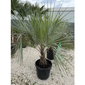 Butia odorata (20-30 cm törzs) Butia odorata (20-30 cm törzs)