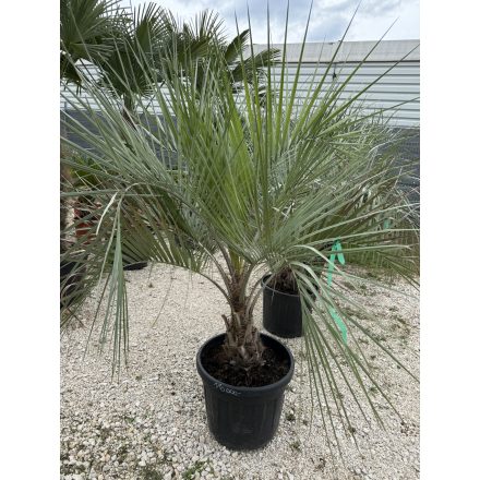 Butia odorata (20-30 cm törzs)