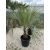 Butia odorata (20-30 cm törzs)