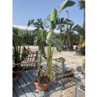 Strelitzia Augusta / Óriás Papagájvirág (300 cm magas)