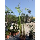 Strelitzia Augusta / Óriás Papagájvirág (300 cm magas)