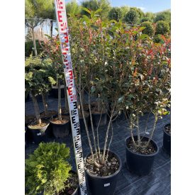 Korallberkenye "Compacta" Multi Törzses