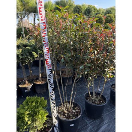 Korallberkenye "Compacta" Multi Törzses