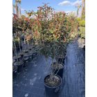 Korallberkenye "Compacta" Multi Törzses