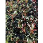 Korallberkenye "Compacta" Multi Törzses