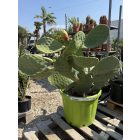 Ficus Indica (füge kaktusz)