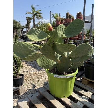 Ficus Indica (füge kaktusz)