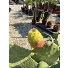 Ficus Indica (füge kaktusz)