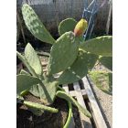 Ficus Indica (füge kaktusz)