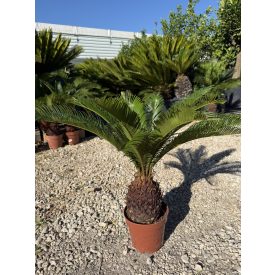 Cycas revoluta (50-60 cm magas) Cycas revoluta (50-60 cm magas)
