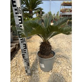 Cycas revoluta (50-60 cm magas)