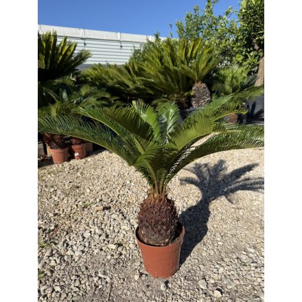 Cycas revoluta (50-60 cm magas)