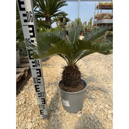 Cycas revoluta (50-60 cm magas)