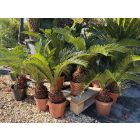 Cycas revoluta (50-60 cm magas)
